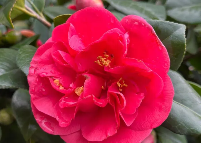 La Camelia Специя